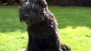 Bouvier Devlin rolling in the garden.