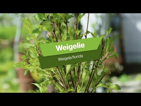 Weigelie: Tipps zur Pflanzung und Pflege
