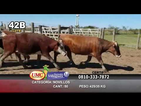 Lote 50 Novillos en Mercedes, Corrientes