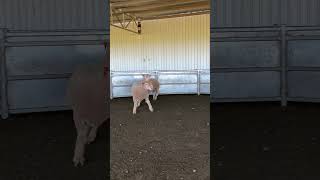 Download lagu LOT 113 mp3