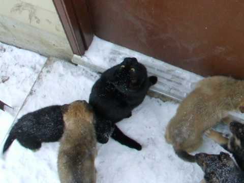 Wolves vs. Jaguar (Scale Model)