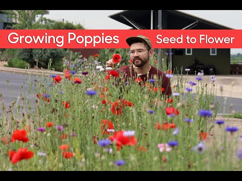 Growing Poppies • From Seed to Flower