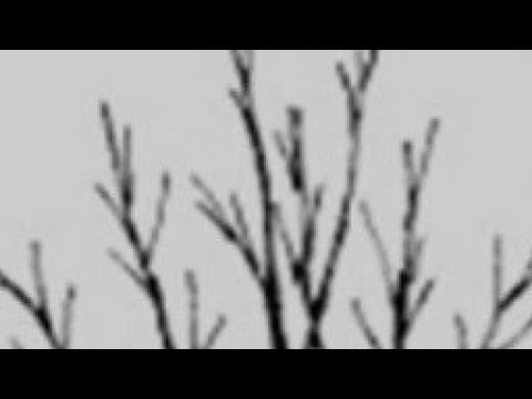 Edukacija, rezidba lešnika, formiranje uzgojnog oblika,uživo sa terena