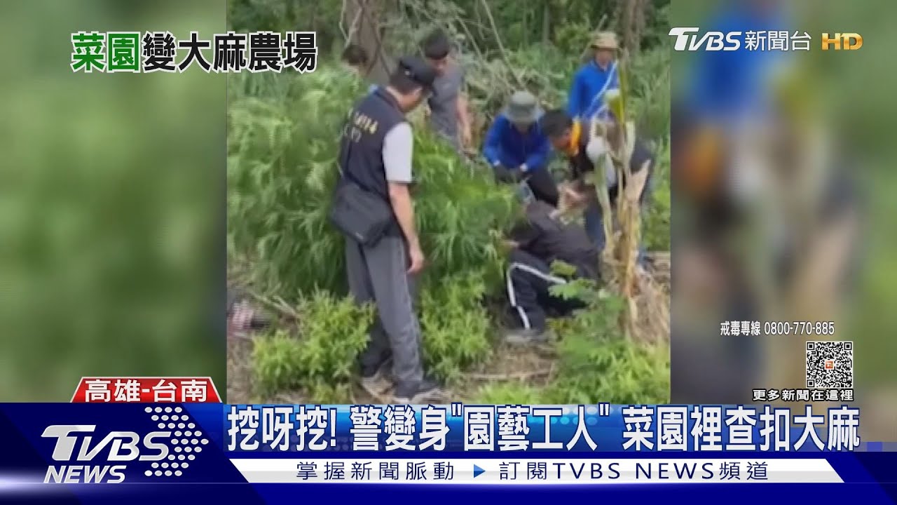 警當園藝工人「在花園挖呀挖」!泰籍夫妻種百株大麻 市值近千萬