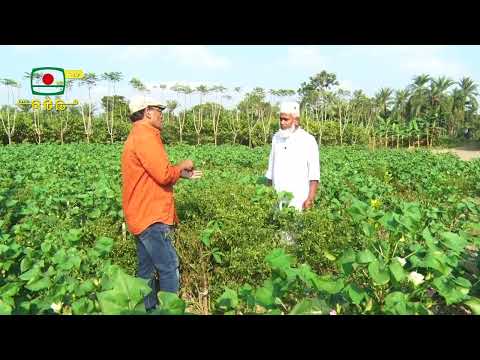 মাটি ও মানুষ-কৃষি উন্নয়নভিত্তিক অনুষ্ঠান - তুলা চাষ