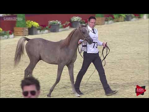N.73 LAHEEB JATHAB - 2019 Qatar Int. Peninsula show - Yearling Colts (Class 4)