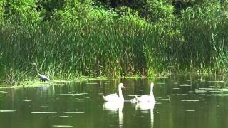 July 1- swans