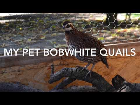 The Bobwhite Quails