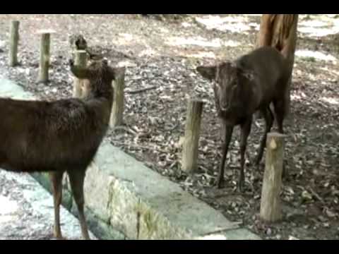 comment prendre le bus a kyoto