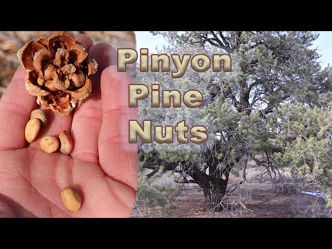 Sustenance_Pinyon Pine Nut | Great Basin Desert