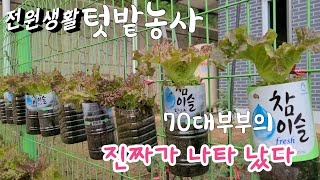텃밭농사 진짜 고수가 나타났다 70대 부부 전원주택 텃밭가꾸기