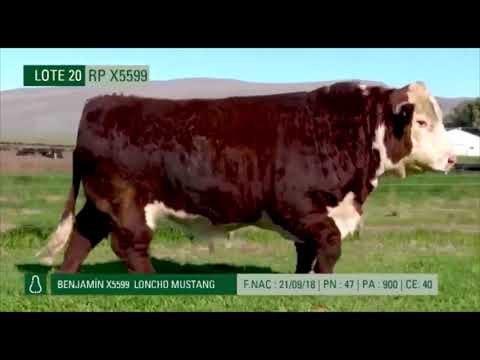 Remate de Cabaña Don Benjamín - Martes 18 de Agosto - LOTE 20 - RP X5599