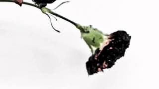 The Beginning (Audio)