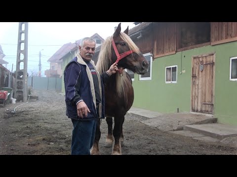 Caii domnului Doru Dragan de la Floresti, Cluj - 2023 Nou!!!