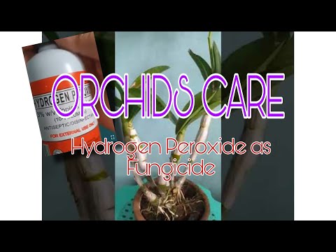 , title : 'Hydrogen Peroxide as Fungicide for Orchids | Jen's Mini Garden (Neth's Nest)'