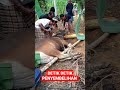 Detik Detik Penyembelihan Sapi Qurban Dihari Lebaran Idul Adha Wedang Jahe04