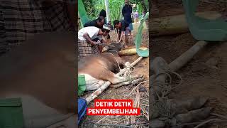 Download lagu detik detik penyembelihan sapi qurban dihari lebaran idul Adha @wedang jahe04 mp3 Download lagu detik detik penyembelihan sapi qurban dihari lebaran idul Adha @wedang jahe04 mp3