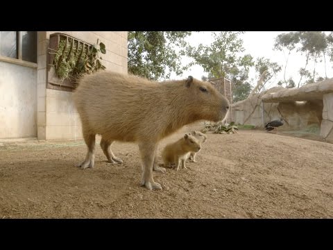 Capybara Baby Cuteness
