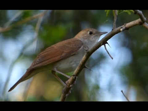 Ptice Hrvatske - Slavuj (Luscinia megarhynchos) (Birds of Croatia - Nightingale) (4/6)