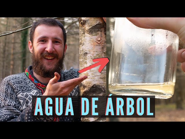 Vídeo relacionado con El agua del abedul: 493 (Visor de Poesía)