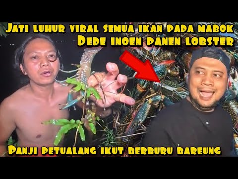 SEMUA IKAN PADA MABOK DI JATI LUHUR DEDE INOEN DAN PANJI AUTO PANEN