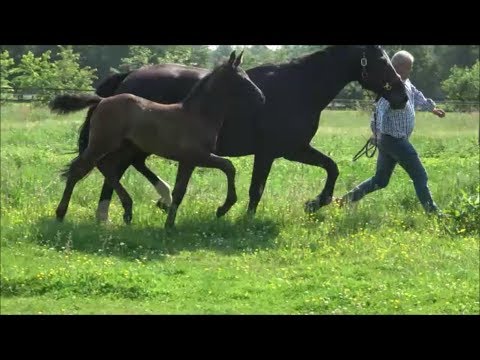 *2019 Hengst von Maracana - Del Piero SOLD!!!