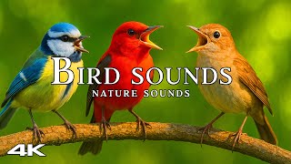 Bird Sounds Spectacular. Morning Bird Sound & Chirping