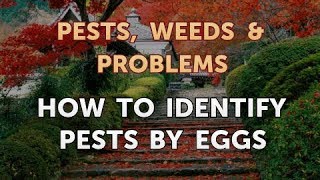 How to Identify Pests by Eggs