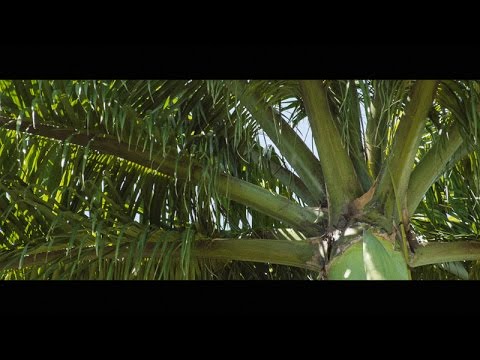 Gregory Chaitin, Against Method. Outtakes: Software is Everywhere