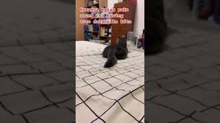 Download lagu Suara pemanggil kucing mp3