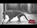 Inilah Penampakan Terakhir Hewan Langka yang Sudah Punah di Bumi Inilah Penampakan Terakhir Hewan Langka yang Sudah Punah di Bumi