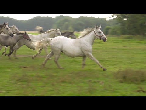 Konie Wielkopolskie - piękne i zrównoważone