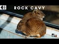 ROCK CAVY MOCO CAVY SPECIES ENDEMIC ATLANTIC TRIZZLER