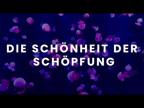 Die Schönheit der Schöpfung & die Weisheit des Schöpfers // Cinematisches Video Japan