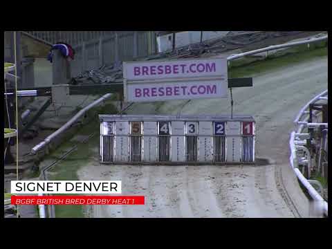 Signet Denver - BGBF British Bred Derby Heat 1