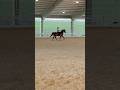 Me and Jenny got 4 out of 7 very talented riders! We have learned so much from this! • #saddleseat