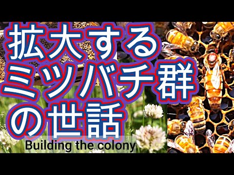 経済学科 晴蜂雨読 No. 55／建勢期にあるミツバチのコロニーに対して行った4つの事 (2025年6月、その2)／山崎亮一／日英字幕付き／Building up the colony (June)／Sub