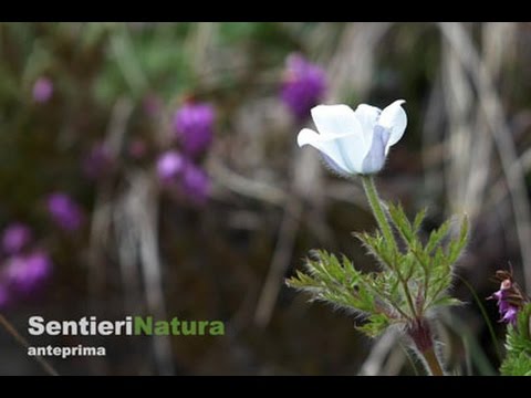Il monte Pieltinis - SentieriNatura 2016 - 15