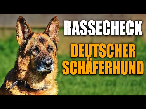 Schäferhund Rassecheck  - Rasseportrait, Rassebeschreibung