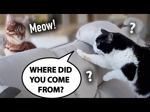 Fake Cat Prank!