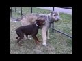 Dobermann vs. Irish Wolfhound part 3