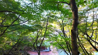 慧洲園 紅葉 2023