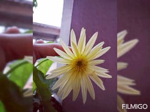 my garden flowers 🌹🏵️