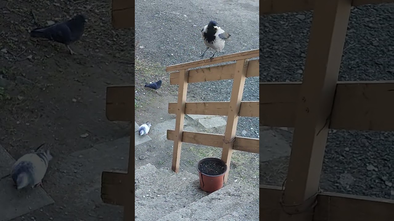 Birds from urban city daily.15.04.26