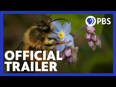 My Garden of a Thousand Bees | Official Trailer | NATURE | PBS