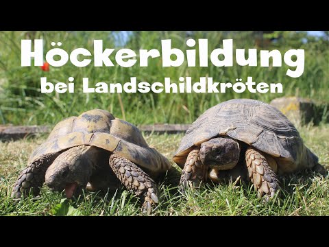 Höckerbildung bei Europäischen Landschildkröten (Griechische und andere Testudo-Arten)