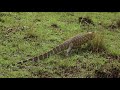 The Biggest Nile Monitor Lizard