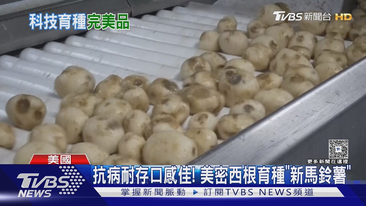「完美洋芋片」馬鈴薯是關鍵! 美國育新種翻轉產業