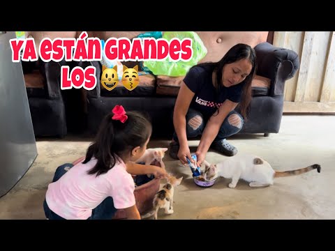 Antes de venirnos hicimos esto? Le compramos suficiente comida a todos no estarán solos 😺