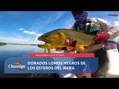 Dorados Lomos Negros del Iberá
